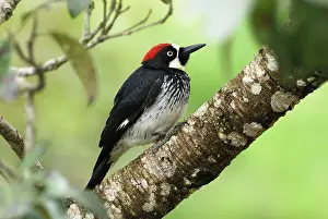 Formicivorus: Acorn Woodpecker