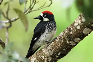 Formicivorus: Acorn Woodpecker