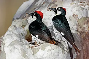 Formicivorus: Acorn Woodpecker