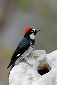 Formicivorus: Acorn Woodpecker