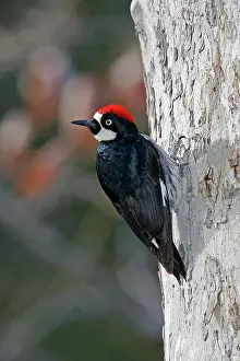 Formicivorus: Acorn Woodpecker