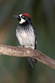 Acorn: Acorn Woodpecker