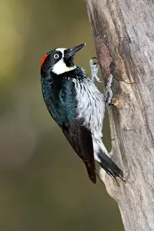 Acorn: Acorn Woodpecker