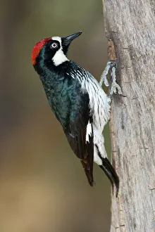Acorn: Acorn Woodpecker