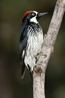 Acorn: Acorn Woodpecker