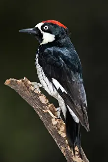 Acorn: Acorn Woodpecker