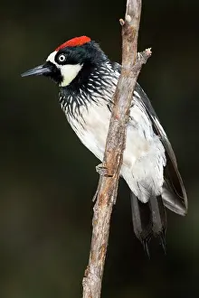 Acorn: Acorn Woodpecker