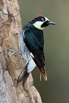 Acorn: Acorn Woodpecker
