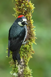Acorn: Acorn Woodpecker