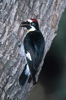 Acorn: Acorn Woodpecker