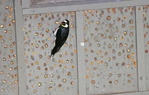 Acorn: Acorn Woodpecker with acorn cache