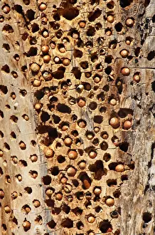 Acorn: Acorn Woodpecker granary tree--this is where acorn