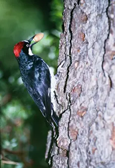 Acorns: Acorn Woodpecker - holding acorn