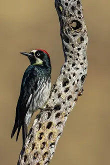 Skeleton: Acorn woodpecker inspecting cactus skeleton, in the desert