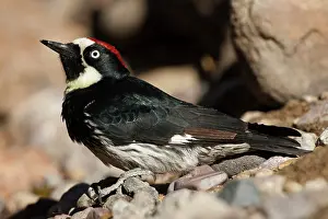 Acorn: Acorn Woodpecker, Melanerpes formicivorus