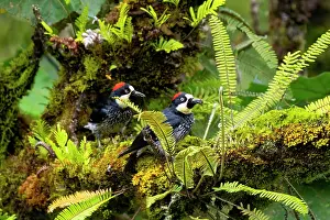Acorn: Acorn Woodpecker, Melanerpes formicivorus