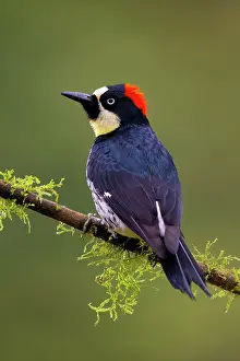 Acorn: Acorn Woodpecker, Melanerpes formicivorus