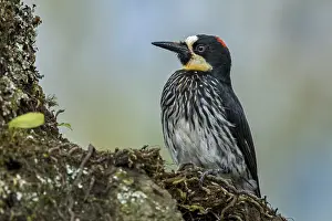 Acorn: Acorn Woodpecker (Melanerpes formicivorus) male