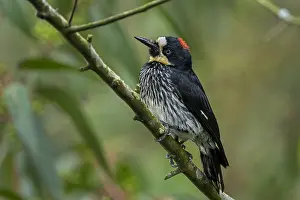 Acorn: Acorn Woodpecker (Melanerpes formicivorus) male