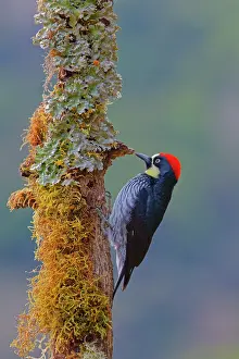 Acorn: Acorn Woodpecker Melanerpes formicivorus San Gerardo de Dota
