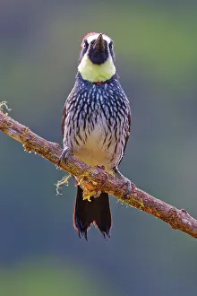 Acorn: Acorn Woodpecker Melanerpes formicivorus San Gerardo de Dota