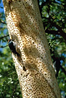 Formicivorus: ACORN WOODPECKER - ON TREE