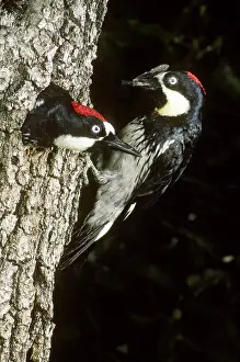 Acorn: Acorn Woodpeckers at nest with fly prey