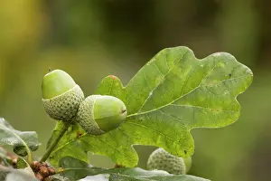 Acorns: Acorns of common oak or durmast oak