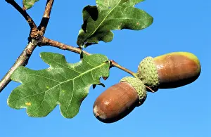 Acorns: Acorns on Northern Red OAK