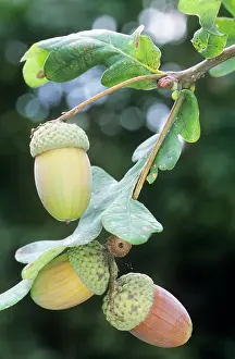 Acorns: ACORNS - on Oak tree