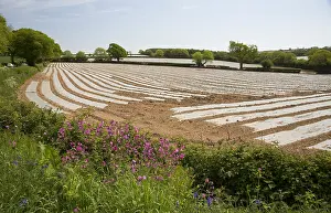 Plastic: Acres of plastic covering growing potatoes Devon