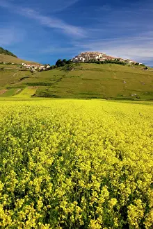 Piano: Acres of yellow wildflowers below the medieval