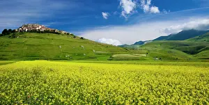 Piano: Acres of yellow wildflowers below the medieval