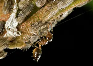 Marked: Acrobat ant