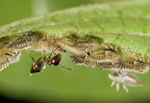 Marked: Acrobat ant
