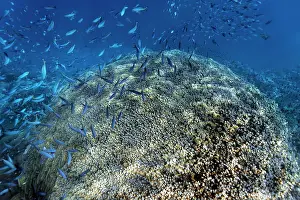 Lined: Acropora coral (Acropora danai) on coral reef wall
