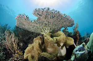 Leste: Acropora Coral - underside with sun in background