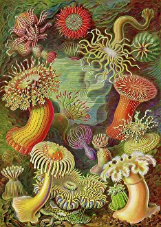 19th: Actiniae, Sea Anemones, Art Forms of Nature, Historical