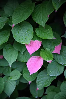 Siberia: Actinidia