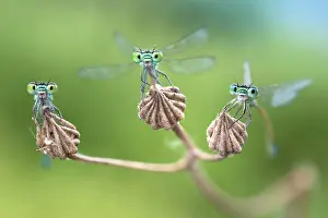 Zygoptera: Three active damselflies - Three damselflies almost