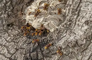 Bob Gibbons: Activity around the nest of European hornet, Ves