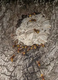 Bob Gibbons: Activity around the nest of European hornet, Ves