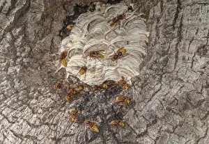 Bob Gibbons: Activity around the nest of European hornet, Ves