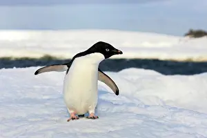 Ratite: Ad olie Penguin (Pygoscelis adeliae), adult, Antarctica