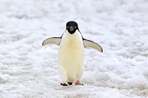 Devil: Ad olie Penguin (Pygoscelis adeliae), adult walking