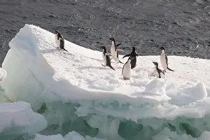Floes: Ad olie Penguins (Pygoscelis adeliae) standing on