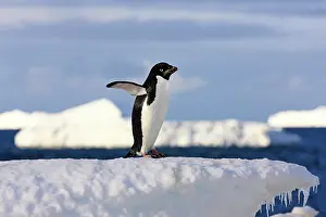 Ratite: Ad&, x9b29;e Penguin (Pygoscelis adeliae) on ice
