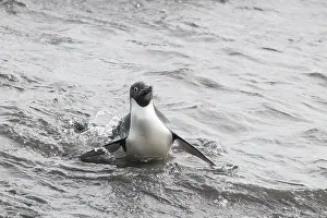 Leaving: Ad&, x9b29;e Penguin (Pygoscelis adeliae) leaving