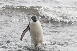 Leaving: Ad&, x9b29;e Penguin (Pygoscelis adeliae) leaving