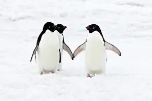 Devil: Three Ad&, x9b29;e Penguins (Pygoscelis adeliae)
